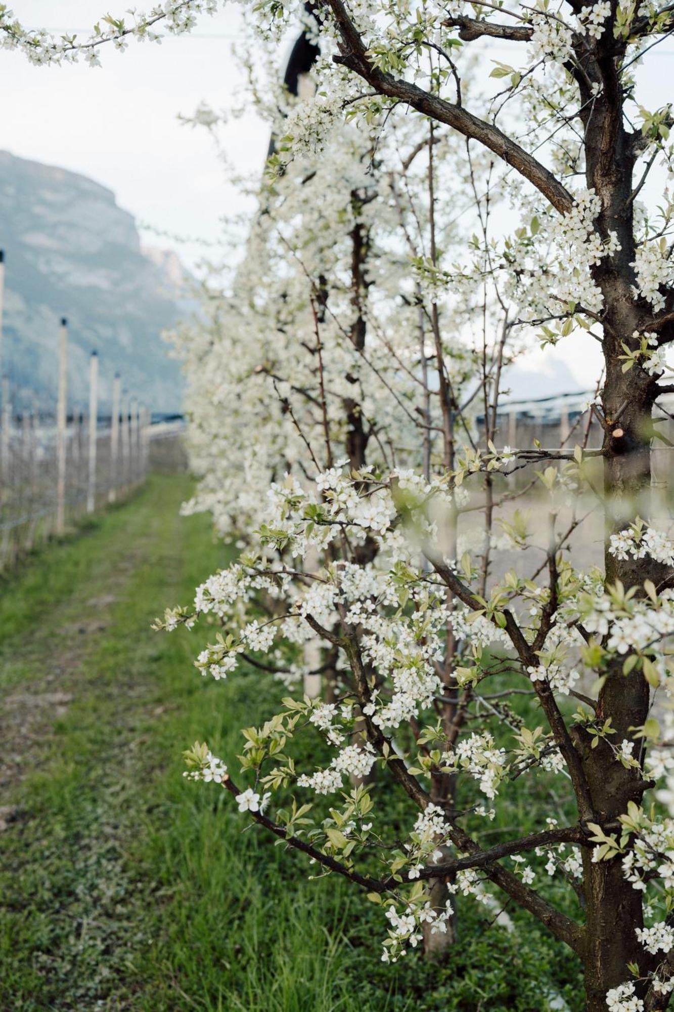 Appartamenti Maso Giare Arco Buitenkant foto